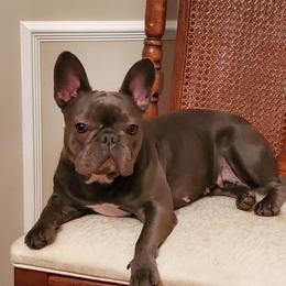 Princess - French Bulldog