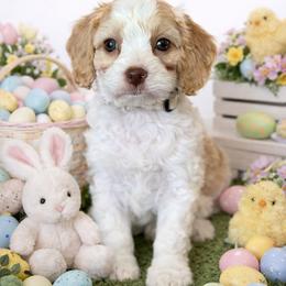 Twizzler - Red and white male Cockapoo puppy in Pledger, Texas from Sugarbear Cockapoos