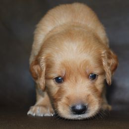 Green - Golden male Golden Retriever puppy in Lake City, Minnesota from Windcliff Goldens