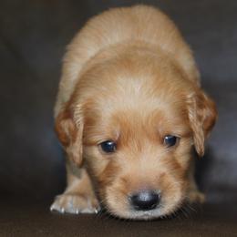 Green - Golden male Golden Retriever puppy in Lake City, Minnesota from Windcliff Goldens