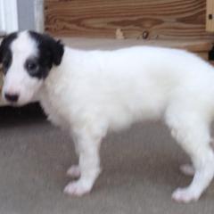 Borzoi Puppies from Borzoi on Konza Prairie