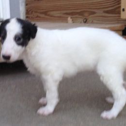 Borzoi Puppies from Borzoi on Konza Prairie