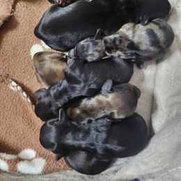 Dachshund Puppies from Harris Hugs and Wiener Wiggles