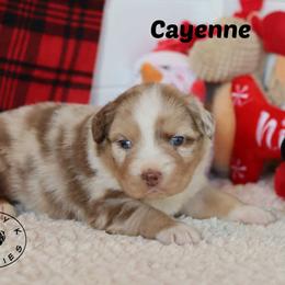 Cayenne - Red merle male Miniature Australian Shepherd puppy in Garden Plain, Kansas from Krazy K Aussies