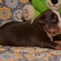 Miniature Australian Shepherd Puppies from JnT's Bluegrass Mini Aussies