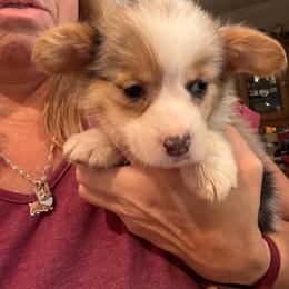 Laney - Blue merle and white female American Corgi puppy in Orangevale, California from Corgis of the Heart