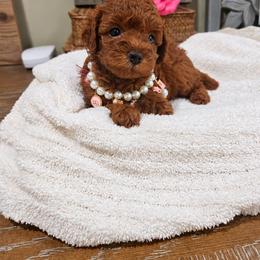 Pecan - Red  female Poodle puppy in Midway City, California from Rapture Red Poodles