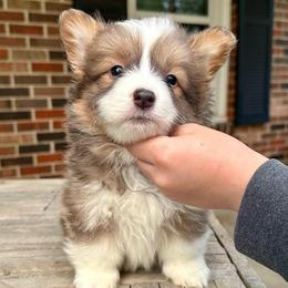 Black Collar Girl Diamond - White and red female Pembroke Welsh Corgi puppy in Paris, Kentucky from Flat Run Corgis