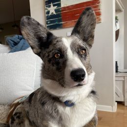 Cash - Cardigan Welsh Corgi