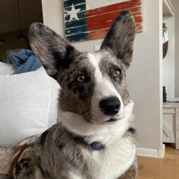 Cash - Cardigan Welsh Corgi
