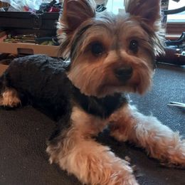 Yorkshire Terriers from Peggy Brunner's Yorkshire Terriers