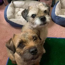 Border Terriers from Wildwood Border Terriers