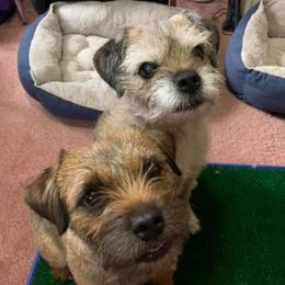 Border Terriers from Wildwood Border Terriers