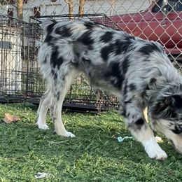 Australian Shepherds, Miniature Australian Shepherds, and Toy Australian Shepherds from Autumn & Colt’s Aussies