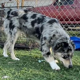 Australian Shepherds, Miniature Australian Shepherds, and Toy Australian Shepherds from Autumn & Colt’s Aussies