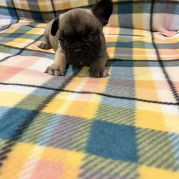 Lincoln - Blue fawn French Bulldog puppy in Davenport, Iowa from QC Finest Frenchies & Brussels