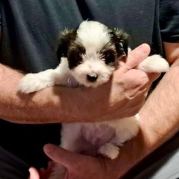 Reggie (Blue) - Piebald male Morkie puppy in Martin, Tennessee from Danza Bolo