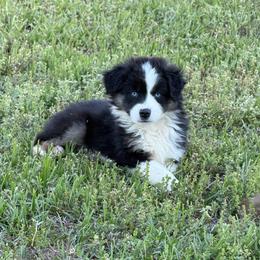 Moose - Black tri male Miniature Australian Shepherd puppy in Baker, Florida from East to Western Aussies