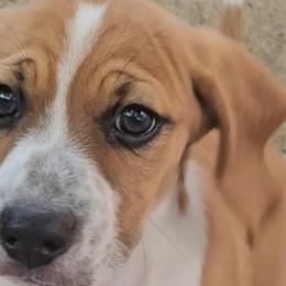 Beagles from Pamper Stone