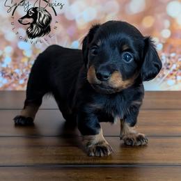 Licorice - Black and tan male Dachshund puppy in Fultonville, New York from Sandy Aussies & Pomeranians