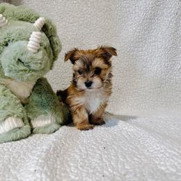 'Happy' - Tan male Morkie puppy in Durand, Wisconsin from Larson’s Legacy Aussome Aussie Kennels