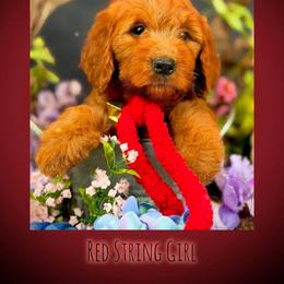 Bernedoodle, Goldendoodle, Golden Retriever, and Poodle Puppies from Red String Farmstead