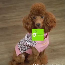 Peaches - Poodle
