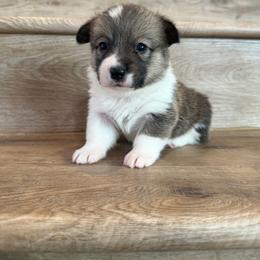 Sapphire - Sable female Pembroke Welsh Corgi puppy in Phelan, California from Desert Sunset Pembroke Welsh Corgis