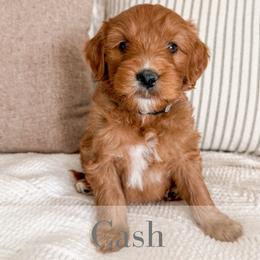 Cash - Red  male Goldendoodle puppy in Melba, Idaho from KZ Doodles