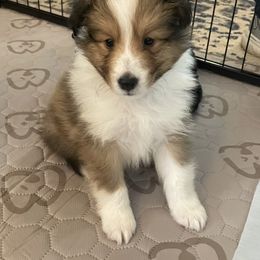 Shetland Sheepdog Puppies from Armitage Shetland Sheepdogs