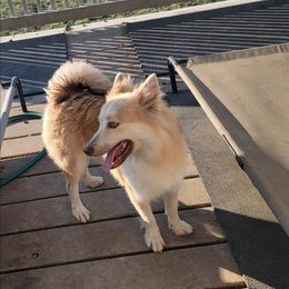 Princess - Wolf sable female Pomsky puppy in Weir, Texas from Bluebonnet Pomskies