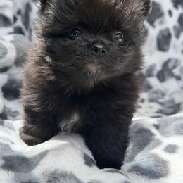 Milo - Black male Pomeranian puppy in Newport Beach, California from Exotic City Pomeranians and chihuahuas