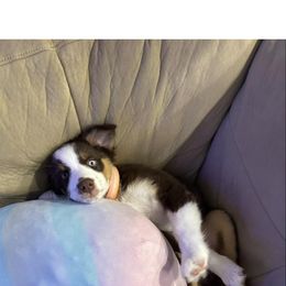 Australian Shepherd Puppies from Van Huitt Australian Shepherds