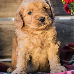 Australian Labradoodle Puppies from Catskill Country Labradoodles