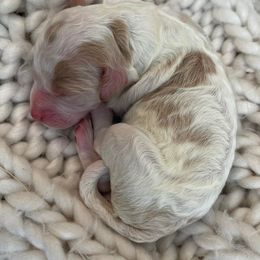 Goldendoodles from Cali Doodles Gone South