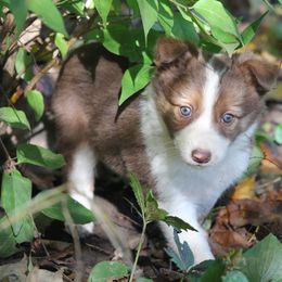 Border Collie, English Setter, and Miniature American Shepherd Puppies from First Harmony Farms