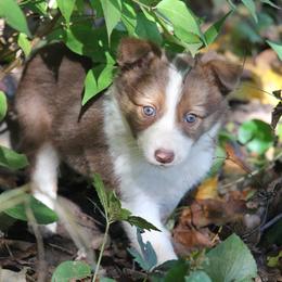 Border Collie, English Setter, and Miniature American Shepherd Puppies from First Harmony Farms