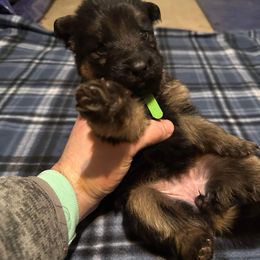 German Shepherd All Grown Up from Von Freimeier Kennels