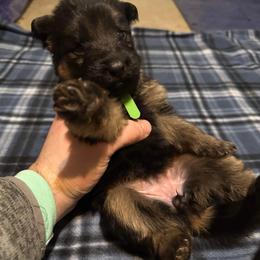 German Shepherd All Grown Up from Von Freimeier Kennels