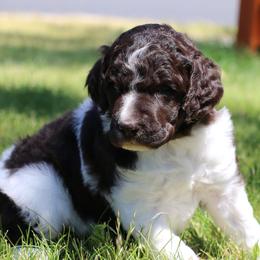 Flik - Parti male Poodle puppy in Ephrata, Washington from NCR Ranch