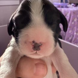 English Springer Spaniel Puppies from Everlark English Springer Spaniels