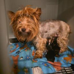 Coco - Yorkshire Terrier