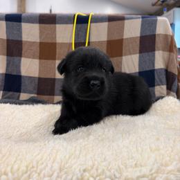 Yellow - Black female Labrador Retriever puppy in Middleton, New Hampshire from Tag Hollow