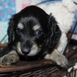 Girl 1 - Black and cream female Dachshund puppy in Craig, Colorado from Rocky Mountain Shih Tzus and Dry Creek Miniature Dachshunds