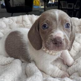 Blossom - Piebald female Dachshund puppy in Wallingford, Kentucky from Hensley Homestead Dachshunds