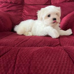 Tucker - White male Maltese puppy in Chattanooga, Tennessee from Sandi’s Pups