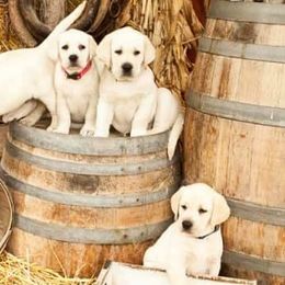 Labrador Retrievers from Rosebank Farm Labradors