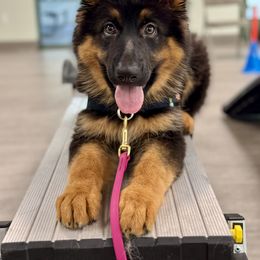 German Shepherd Puppies from Salty Raccoon Ranch German Shepherds