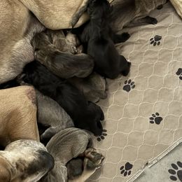 Charlotte's puppies - Fawn male Great Dane puppy in Fort Gratiot, Michigan from Starlight Danes