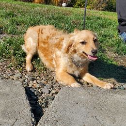 Honey Suckle - Apricot female Aussiedoodle puppy in Grants Pass, Oregon from Down Under Doodles